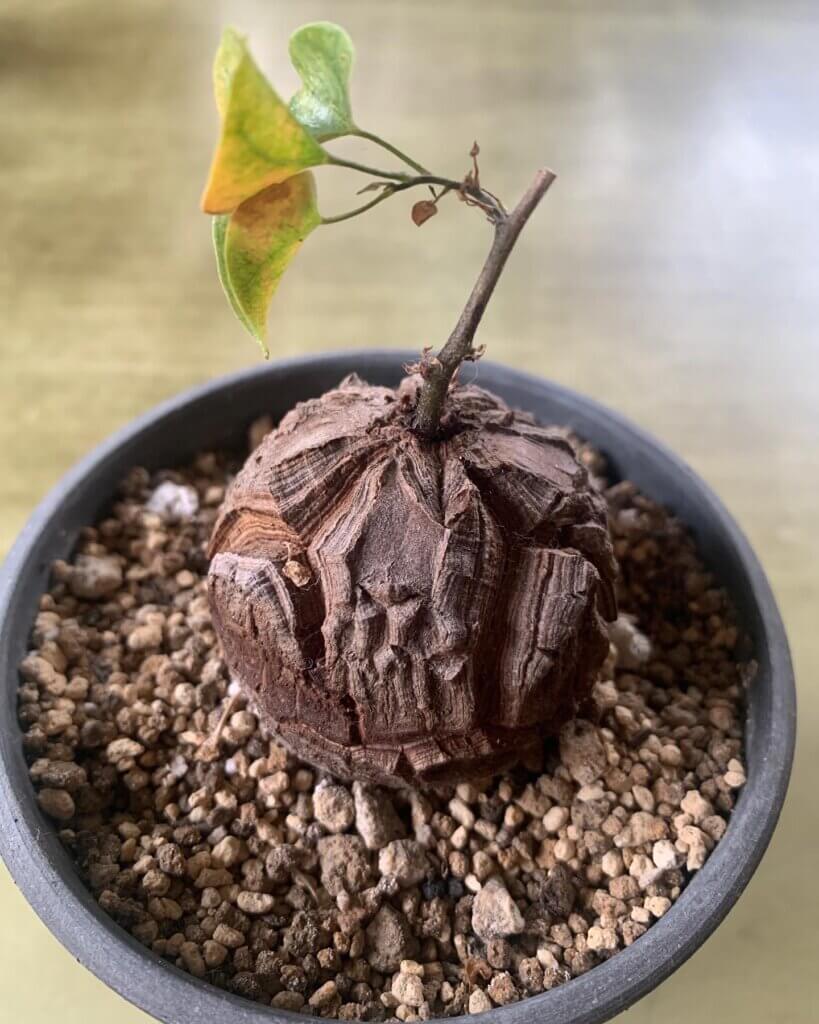 アフリカ 亀甲竜 塊根植物 ビザールプランツ 3個セット